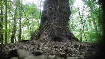 Girls Pissing Near The Tree 2